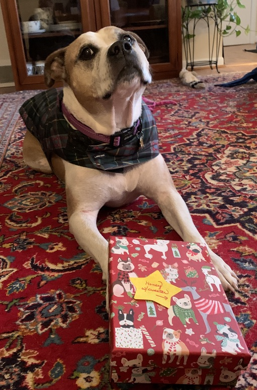 A picture of a dog with a holiday present.